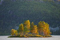 Scots pine (Pinus sylvestris) trees growing on an island in a lake surrounded by forest covered hillside, Parlalven old-growth wilderness forest Nature Reserve, Norrbotten, Sapmi, Lapland, Sweden. Aug...