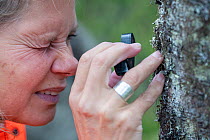 Ecologist using a magnifying glass to look at Monk's-hood lichen (Hypogymnia physodes) growing on a tree trunk in forest, Stuorbatjvare Nature Reserve, Norrbotten, Sapmi, Lapland, Sweden. August,...