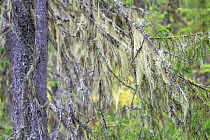 Common witch's-hair lichen (Alectoria sarmentosa) covering branches of Scots pine (Pinus sylvestris) tree in forest, Stuorbatjvare Nature Reserve, Norrbotten, Sapmi, Lapland, Sweden. August.