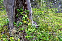 Lingonberry (Vaccinium vitis-idaea) bush growing in the dead trunk of a Scots pine (Pinus sylvestris), Stuorbatjvare Nature Reserve, Norrbotten, Sapmi, Lapland, Sweden. August.