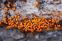 Slime mould (Trichia decipiens) growing on bark, Stuorbatjvare Nature Reserve, Norrbotten, Sapmi, Lapland, Sweden. August.