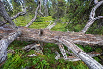 Dead tree laying on the forest floor in old growth Mountain spruce (Picea engelmannii) and Pine (Pinus sylvestris) forest, Stuorbatjvare Nature Reserve, Norrbotten, Sapmi, Lapland, Sweden. August.