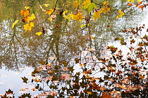 Plane tree (Platanus orientalis) reflecting in water in autumn,  Forest of Compiegne, Hauts-de-France, France. October.