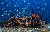 Arrow crabs (Stenorhynchus lanceolatus) pair, female underneath male after mating, male is guarding the fertilised eggs from other male Arrow crabs, protected from predators by Sea urchin quills, Gran...