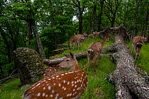 Sika deer (Cervus nippon) herd walking past fallen tree in forest as one looks around, Land of the Leopard National Park, Russian Far East. Taken with remote camera. June.