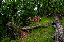 Sika deer (Cervus nippon) herd feeding on leaves beside fallen tree in forest, Land of the Leopard National Park, Russian Far East. Taken with remote camera. June.