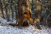 Siberian tiger (Panthera tigris altaica) scent marking tree by rubbing cheeks against it, Land of the Leopard National Park, Russian Far East. Endangered. Taken with remote camera. November.