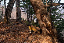 Yellow throated marten (Martes flavigula) scent marking ground at base of tree in forest, Land of the Leopard National Park, Russian Far East. Taken with remote camera. November.