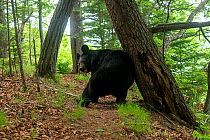 Asian black bear (Ursus thibetanus) scratching back against tree in forest to scent mark it, Land of the Leopard National Park, Russian Far East. Taken with remote camera. May.  See 1722559 to see S...