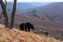 Asian black bear (Ursus thibetanus) walking past forested mountain slopes on edge of woodland, Land of the Leopard National Park, Russian Far East. Taken with remote camera. April.