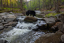 Asian black bear (Ursus thibetanus) walking across river in forest using rocks, Land of the Leopard National Park, Russian Far East. Taken with remote camera. May.