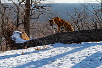 Siberian tiger (Panthera tigris altaica) climbing over fallen tree in snowy mountain forest, Land of the Leopard National Park, Russian Far East. Endangered. Taken with remote camera. January.
