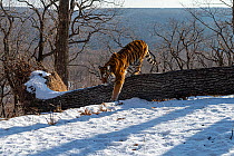 Siberian tiger (Panthera tigris altaica) climbing over fallen tree in snowy mountain forest, Land of the Leopard National Park, Russian Far East. Endangered. Taken with remote camera. January.