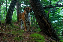 Siberian tiger (Panthera tigris altaica) smelling scent-marked tree in forest, Land of the Leopard National Park, Russian Far East. Endangered. Taken with remote camera. August.   See 1722540 and to...