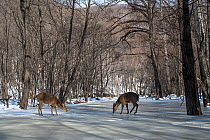 Two Sika deer (Cervus nippon) females standing on frozen pool in forest, with one female standing on on the tips of her back hooves, Land of the Leopard National Park, Russian Far East. Taken with rem...