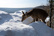 Sika deer (Cervus nippon) female smelling deep snow at the edge of woodland, Land of the Leopard National Park, Russian Far East. Taken with remote camera. February.