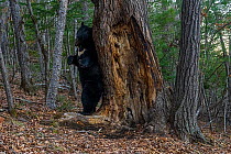 Asian black bear (Ursus thibetanus) scent marking tree in forest by rubbing back against it, Land of the Leopard National Park, Russian Far East. Taken with remote camera. April.