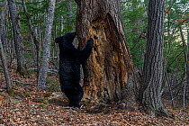 Asian black bear (Ursus thibetanus) smelling scent marked tree in forest, Land of the Leopard National Park, Russian Far East. Taken with remote camera. April.