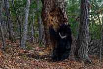 Asian black bear (Ursus thibetanus) sitting beside and placing paw on scent marked tree, Land of the Leopard National Park, Russian Far East. Taken with remote camera. April.