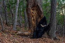 Asian black bear (Ursus thibetanus) scent marking tree in forest by rubbing back against it, Land of the Leopard National Park, Russian Far East. Taken with remote camera. April.