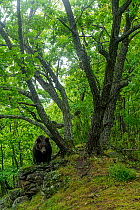 Asian black bear (Ursus thibetanus) walking through forest, Land of the Leopard National Park, Russian Far East. Taken with remote camera. September.