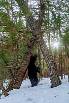 Asian black bear (Ursus thibetanus) scent marking tree by rubbing back on it, Land of the Leopard National Park, Russian Far East. Taken with remote camera. December.