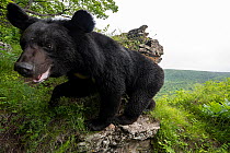 Asian black bear (Ursus thibetanus) walking on rocks at the edge of mountainous forest, Land of the Leopard National Park, Russian Far East. Taken with remote camera. June.