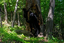 Asian black bear (Ursus thibetanus) cub climbing scent marked tree in forest as mother assists it with her paw, Land of the Leopard National Park, Russian Far East. Taken with remote camera. August.