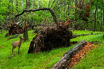 Sika deer (Cervus nippon) stag standing beside fallen tree in forest and looking around, Land of the Leopard National Park, Russian Far East. Taken with remote camera. May.