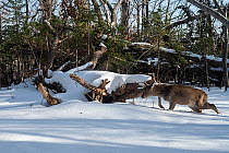 Sika deer (Cervus nippon) doe walking past fallen trees in snowy forest, Land of the Leopard National Park, Russian Far East. Taken with remote camera. February.