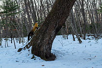 Yellow throated marten (Martes flavigula) climbing tree in snowy forest, Land of the Leopard National Park, Russian Far East. Taken with remote camera. January.