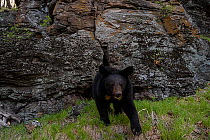 Asian black bear (Ursus thibetanus) leaving cave in forest, Land of the Leopard National Park, Russian Far East. Taken with remote camera. May.
