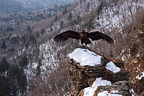 Cinereous vulture (Aegypius monachus) resting on rocky outcrop with wings spread, overlooking valley with forest, Land of the Leopard National Park, Russian Far East. Taken with remote camera. January...