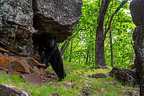 Asian black bear (Ursus thibetanus) standing with its front paws on scent marked rock in forest and looking around, Land of the Leopard National Park, Russian Far East. Taken with remote camera. May.