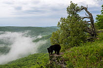 Asian black bear (Ursus thibetanus) standing on rocky outcrop overlooking mist-covered forest, Land of the Leopard National Park, Russian Far East. Taken with remote camera. June.