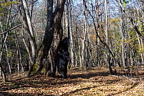 Asian black bear (Ursus thibetanus) scent marking tree in forest by rubbing back against it, Land of the Leopard National Park, Russian Far East. Taken with remote camera. October.