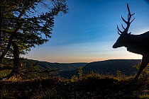 Sika deer (Cervus nippon) stag's head silhouetted against sky at dawn, Land of the Leopard National Park, Russian Far East. Taken with remote camera. October.