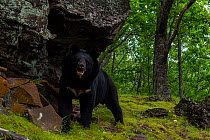 Asian black bear (Ursus thibetanus) standing in front of scent marked rock in forest, Land of the Leopard National Park, Russian Far East. Taken with remote camera. August.