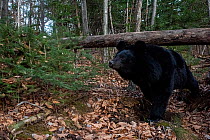 Asian black bear (Ursus thibetanus) walking under fallen tree in forest, Land of the Leopard National Park, Russian Far East. Taken with remote camera. October.