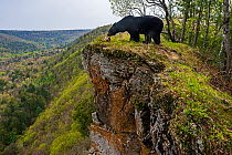 Asian black bear (Ursus thibetanus) standing on cliff edge beside deer antlers, with forested valley behind, Land of the Leopard National Park, Russian Far East. Taken with remote camera. May.