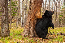 Asian black bear (Ursus thibetanus) scent marking tree in forest by rubbing back against it, Land of the Leopard National Park, Russian Far East. Taken with remote camera. May.