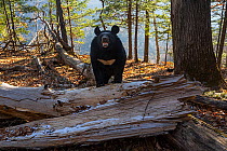 Asian black bear (Ursus thibetanus) standing with paws on fallen tree in forest, Land of the Leopard National Park, Russian Far East. Taken with remote camera. August.