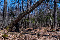 Asian black bear (Ursus thibetanus) smelling scent marked tree in forest and grabbing it with paws, Land of the Leopard National Park, Russian Far East. Taken with remote camera. April.