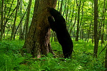 Asian black bear (Ursus thibetanus) standing and smelling scent marked tree in forest, Land of the Leopard National Park, Russian Far East. Taken with remote camera. June.