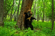 Asian black bear (Ursus thibetanus) scent marking tree with canker by rubbing back against it, Land of the Leopard National Park, Russian Far East. Taken with remote camera. August.