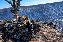 Amur leopard (Panthera pardus orientalis) resting on rocky outcrop overlooking mountain forest, Land of the Leopard National Park, Russian Far East. Critically endangered. Taken with remote camera. Fe...