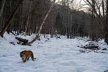 Siberian tiger (Panthera tigris altaica) walking along snowy clearing in forest with pool behind, Land of the Leopard National Park, Russian Far East. Endangered. Taken with remote camera. February.