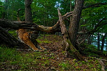 Siberian tiger (Panthera tigris altaica) stretching under fallen tree in forest, Land of the Leopard National Park, Russian Far East. Endangered. Taken with remote camera. August.