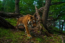 Siberian tiger (Panthera tigris altaica) walking under fallen tree in forest, Land of the Leopard National Park, Russian Far East. Endangered. Taken with remote camera. August.