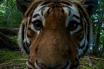 Siberian tiger (Panthera tigris altaica) looking into camera trap in forest, Land of the Leopard National Park, Russian Far East. Endangered. Taken with remote camera. August.